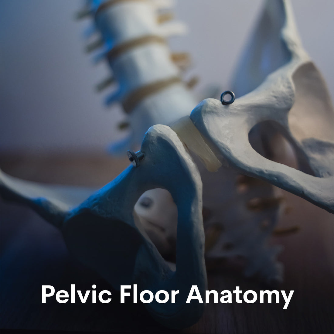 Pelvic Floor Anatomy
